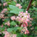 Ribes malvaceum P20